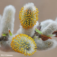Attēlu rezultāti vaicājumam “Salix myrsinifolia female flower”