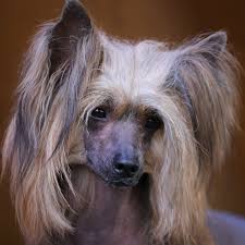 Image result for Co de Crista Chins