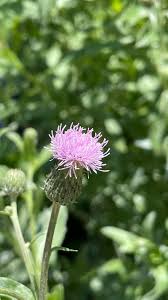 Attēlu rezultāti vaicājumam “Cirsium x rigens flower”