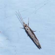 Attēlu rezultāti vaicājumam “Plutella xylostella”