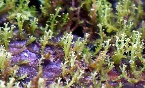 Attēlu rezultāti vaicājumam “Lophozia ascendens”