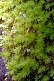 Attēlu rezultāti vaicājumam “Mnium lycopodioides”