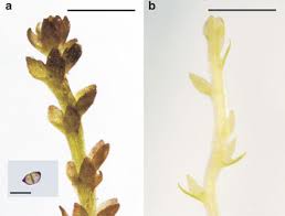 Attēlu rezultāti vaicājumam “Cephaloziella elachista”