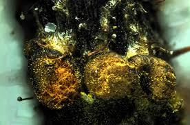 Attēlu rezultāti vaicājumam “Trichia alpina macro”