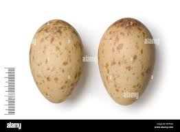 Attēlu rezultāti vaicājumam “Grus grus eggs”