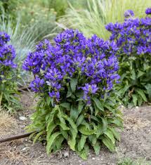 Image result for Campanula moesiaca
