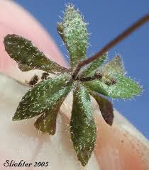 Attēlu rezultāti vaicājumam “Erophila verna leaf”