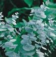 Dream doTERRA: Eucalyptus Essential Oil