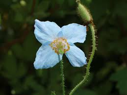 Image result for Scheinmohn blau