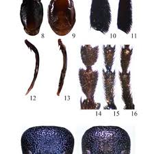 Attēlu rezultāti vaicājumam “Hypocaccus rugiceps”