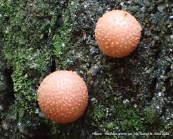 Attēlu rezultāti vaicājumam “Tubiferaceae”