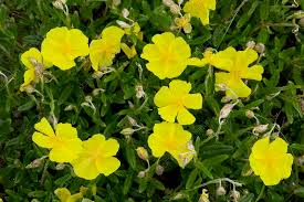 Attēlu rezultāti vaicājumam “Helianthemum nummularium leaf”