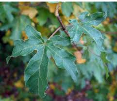 Attēlu rezultāti vaicājumam “Acer campestre fruit”