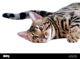 Attēlu rezultāti vaicājumam “Felis silvestris catus adult”