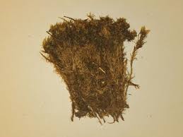 Attēlu rezultāti vaicājumam “Dicranum bergeri”