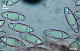 Attēlu rezultāti vaicājumam “Microstoma protracta”