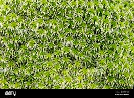 Attēlu rezultāti vaicājumam “Sphagnum riparium”