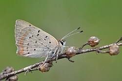 Attēlu rezultāti vaicājumam “Lycaeniinae”