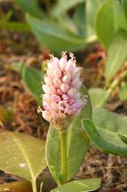 Attēlu rezultāti vaicājumam “Polygonum amphibium flower”