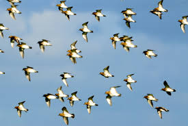 Attēlu rezultāti vaicājumam “Pluvialis apricaria”