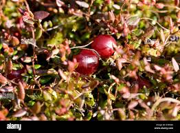 Attēlu rezultāti vaicājumam “Oxycoccus palustris fruit”