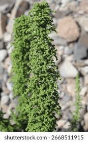 Image result for Chenopodium botrys