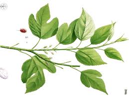 Attēlu rezultāti vaicājumam “Morus alba leaf”