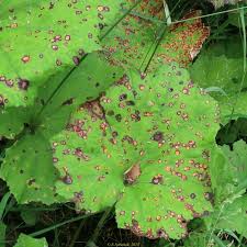 Attēlu rezultāti vaicājumam “Puccinia poarum”