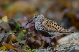 Attēlu rezultāti vaicājumam “Calidris alpina”
