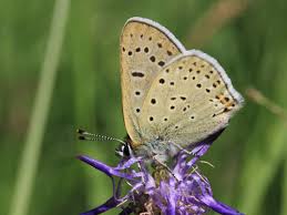 Attēlu rezultāti vaicājumam “Lycaena tityrus female”