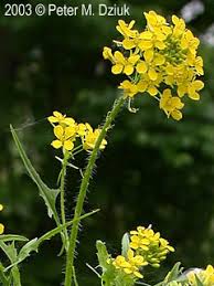 Attēlu rezultāti vaicājumam “Sisymbrium loeselii flower”