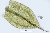 Attēlu rezultāti vaicājumam “Bryum rubens”