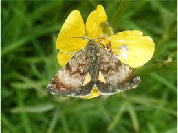 Attēlu rezultāti vaicājumam “Panemeria tenebrata”