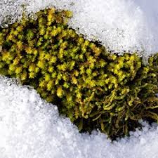 Attēlu rezultāti vaicājumam “Anomodon viticulosus”