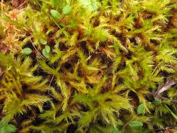 Attēlu rezultāti vaicājumam “Tomentypnum nitens”