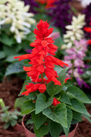 Image result for Salvia splendens