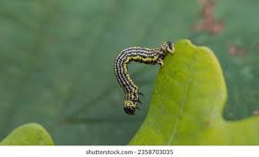 Attēlu rezultāti vaicājumam “Abraxas sylvata imago”