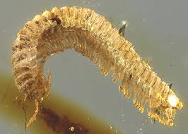 Attēlu rezultāti vaicājumam “Myriapoda”