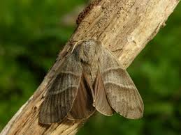 Attēlu rezultāti vaicājumam “Macrothylacia rubi”