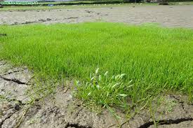 Attēlu rezultāti vaicājumam “Limosella aquatica”