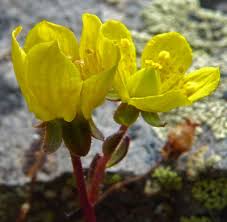 Attēlu rezultāti vaicājumam “Saxifraga hirculus flower”