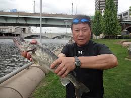 Image result for Sander vitreus