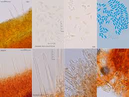 Attēlu rezultāti vaicājumam “Crustoderma dryinum”