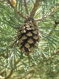 Attēlu rezultāti vaicājumam “Pinus sylvestris leaf”