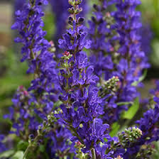 Attēlu rezultāti vaicājumam “Salvia nemorosa flower”