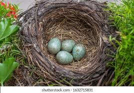 Attēlu rezultāti vaicājumam “Turdus merula eggs”