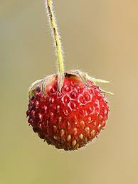Attēlu rezultāti vaicājumam “Fragaria vesca fruit”