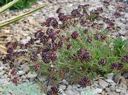 Attēlu rezultāti vaicājumam “Anthyllis vulneraria”