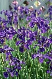 Attēlu rezultāti vaicājumam “Iris sibirica leaf”