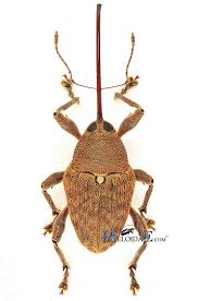 Attēlu rezultāti vaicājumam “Curculio nucum”